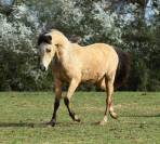 Welsh pony pp, poulini&egrave;re isabelle, suit&eacute;e d'un poulain