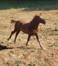 Magnifique poulain (grand poney)