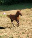 Magnifique poulain (grand poney)