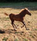 Magnifique poulain (grand poney)