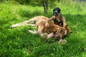 Magnifique poulain (grand poney)