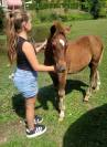 Magnifique poulain (grand poney)