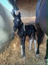 foal pie PP sport et jument SF noire 4 ans