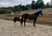 foal pie PP sport et jument SF noire 4 ans