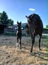 foal pie PP sport et jument SF noire 4 ans