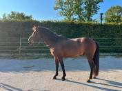 &Agrave; VENDRE - Nesquik des Franch&rsquo;Balzanes (renomm&eacute; Tango) 