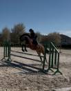 Jument PFS 6ans 155cm