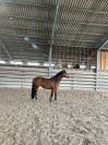 Jument PFS 6ans 155cm
