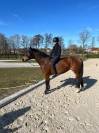 Jument PFS 6ans 155cm