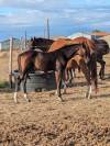 Poulain SF Dartagnan de Beliard 
