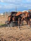 Poulain SF Dartagnan de Beliard 