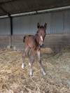 Poulain SF Dartagnan de Beliard 