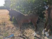 Poulain SF Dartagnan de Beliard 