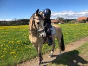 Poney demi-sang belge