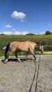 Poney demi-sang belge