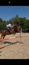 Magnifique cheval &agrave; vendre 
