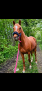 ? Hongre Pur-sang Arabe &ndash; 8 ans &ndash; 4 000 &euro; non n&eacute;gociab