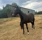 Pouliche 2 ans &agrave; vendre 