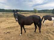 Pouliche 2 ans &agrave; vendre 