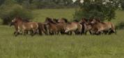 Lot de juments  - trait ardennais 