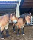 Lot de juments  - trait ardennais 