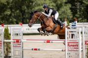 Winning gelding for children/ junior classes