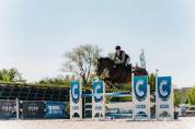 Winning gelding for children/ junior classes