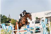 Winning gelding for children/ junior classes