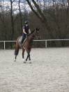 Winning gelding for children/ junior classes