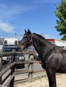 Cheval de loisirs 