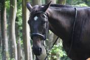 Cheval de loisirs 