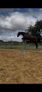 Cheval de loisirs 