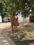 Cheval 