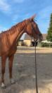Cheval 