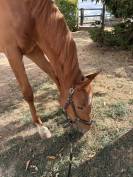 Cheval 