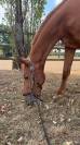 Cheval 