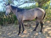 Vends 2 juments PS d&eacute;bourr&eacute;es, 3ans 1m64