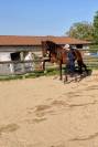Cheval hongre Lusitanien
