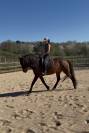 Cheval hongre Lusitanien