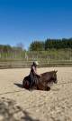 Cheval hongre Lusitanien