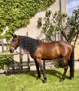 Cheval hongre Lusitanien