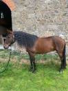 Cheval hongre Lusitanien