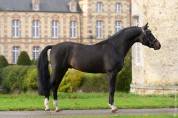 Pouliche PFS taille D 1 an