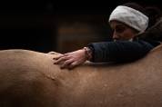 Stage Massage Anatomie Biom&eacute;canique bien-&ecirc;tre du cheval