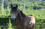 Cavalla PFS Pony Francese da Sella In vendita 2024 Isabella