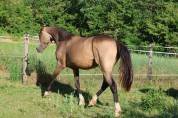 Cavalla PFS Pony Francese da Sella In vendita 2024 Isabella