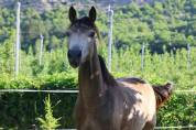 Cavalla PFS Pony Francese da Sella In vendita 2024 Isabella