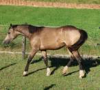 Cavalla PFS Pony Francese da Sella In vendita 2024 Isabella