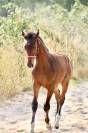 Femelle SF 2026 Dexter de Kerglenn x Casall