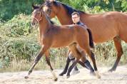 Femelle SF 2026 Dexter de Kerglenn x Casall